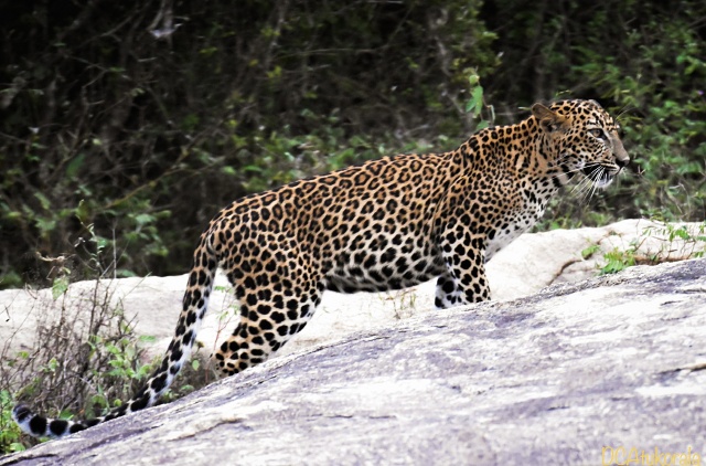 Yala National Park