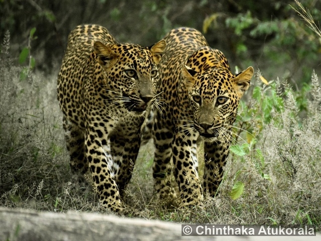 Yala National Park