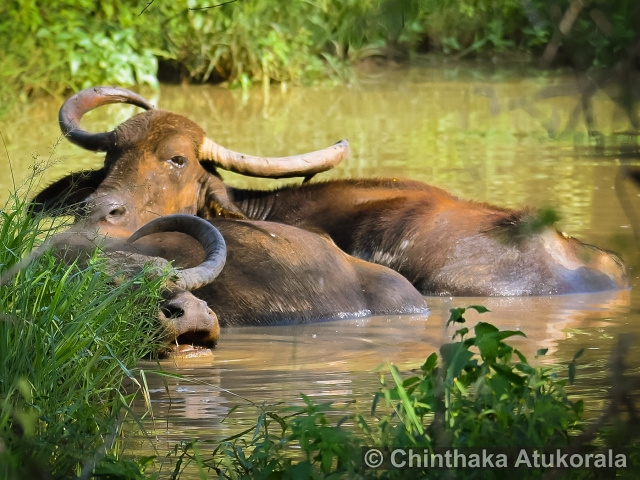 Yala National Park