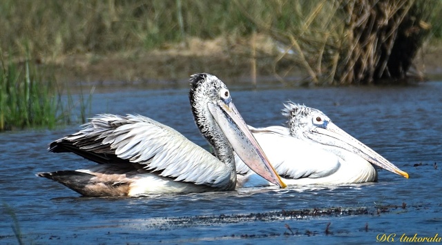 Yala National Park