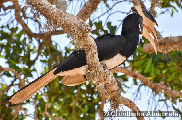 Yala National Park