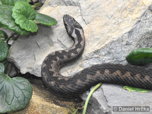 Vipera berus