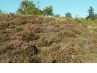 ZANIKNE PŘÍRODNÍ PAMÁTKA HAVRÁNKA? Aneb pozoruhodné jevy v ochraně přírody