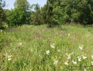 Maniola jurtina, okáč luční