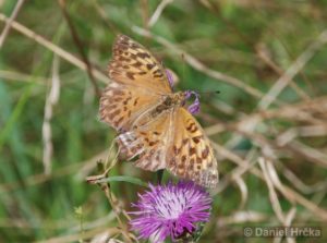 Argynnis paphia, perleťovec stříbropásek