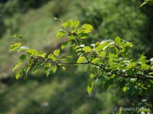 řešetlák počistivý